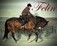 /album/felin/a20111127-120301-0000-dsc-42-jpg1/